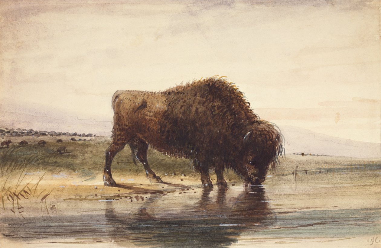 Bull Buffalo, ca 1837 (akvarell på papper) av Alfred Jacob Miller