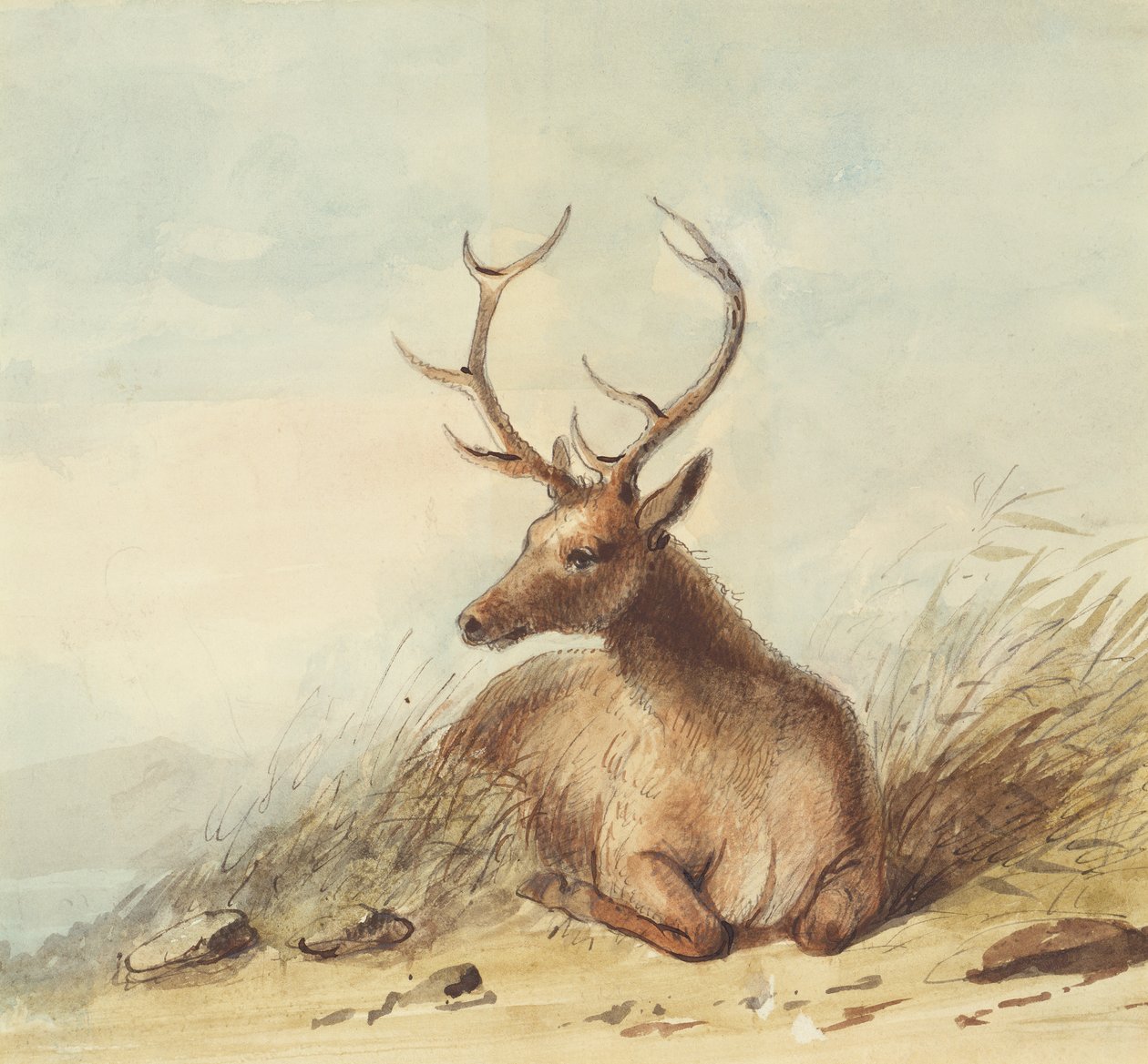 Älg, Klippiga bergen, ca 1837 (penna, penna och bläck och akvarell på papper) av Alfred Jacob Miller