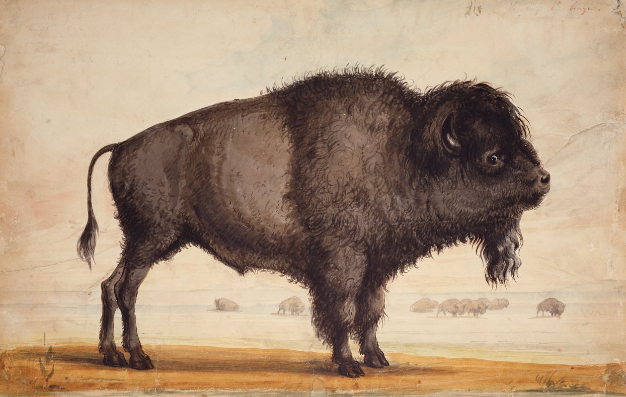 Scenting the Breeze, ca 1837 (akvarell på papper) av Alfred Jacob Miller