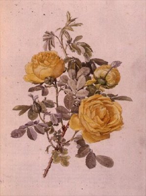 Rosa Genus, nr 10, 755, c.1910 av Alfred Parsons