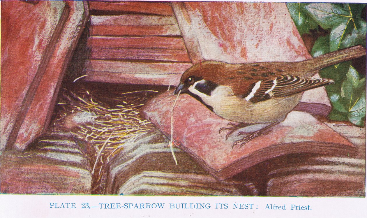 Trädsparv bygger sitt bo, illustration från British Birds av Kirkman und Jourdain, 1966 av Alfred Priest