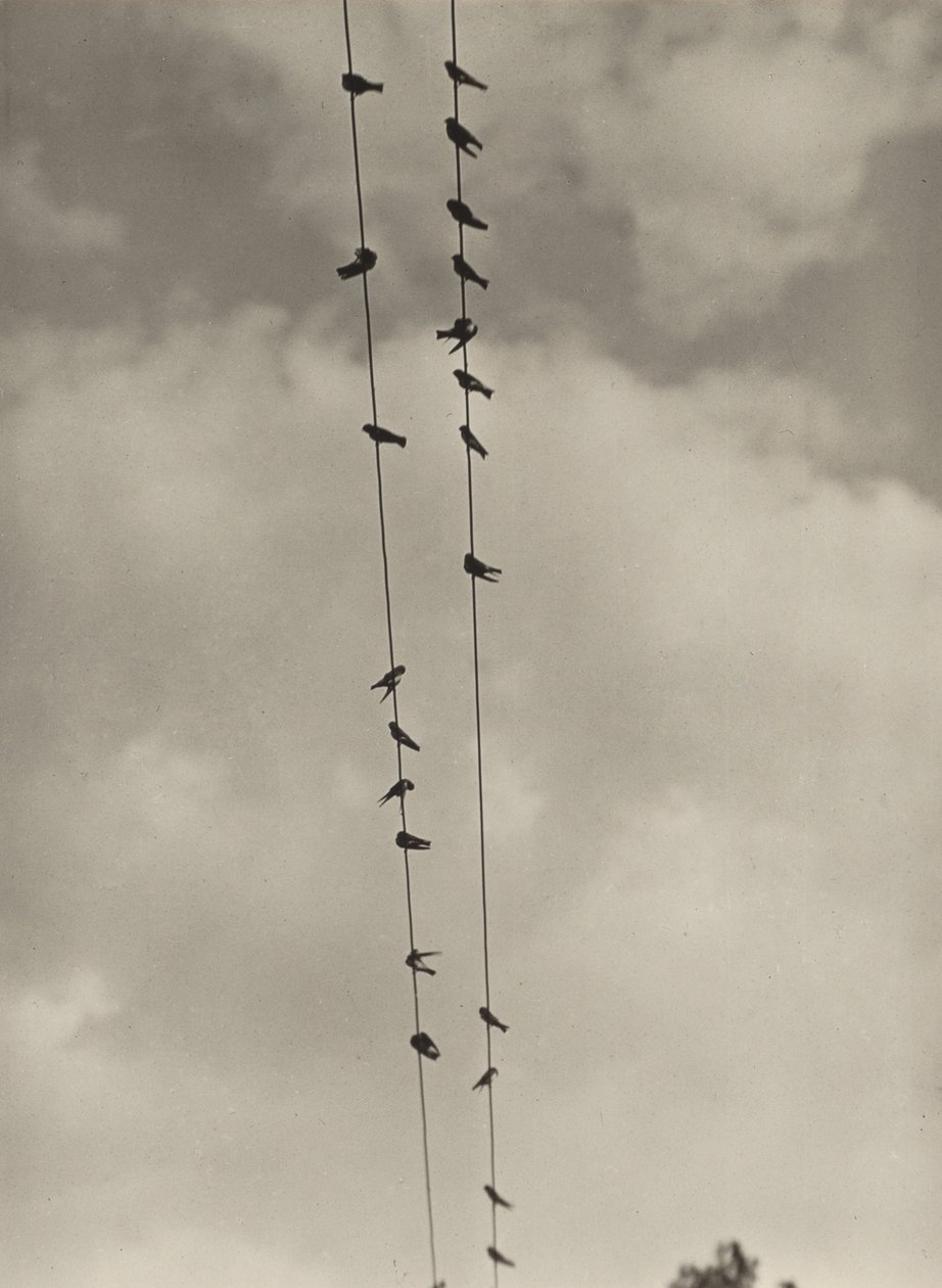 Fåglar av Alfred Stieglitz