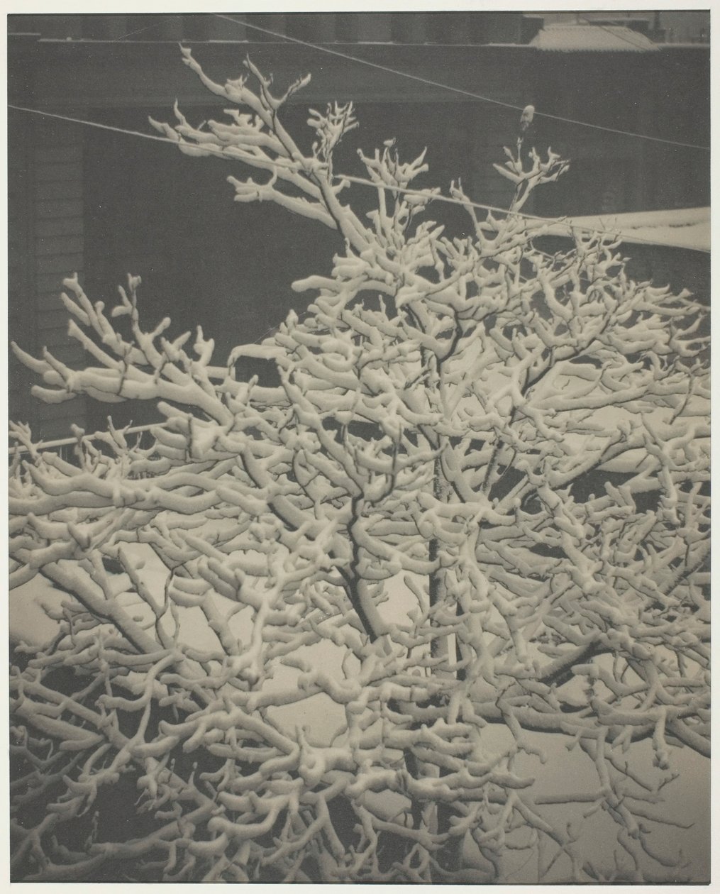 Från bakfönstret 291 snötäckt träd, bakgård, 1915. av Alfred Stieglitz