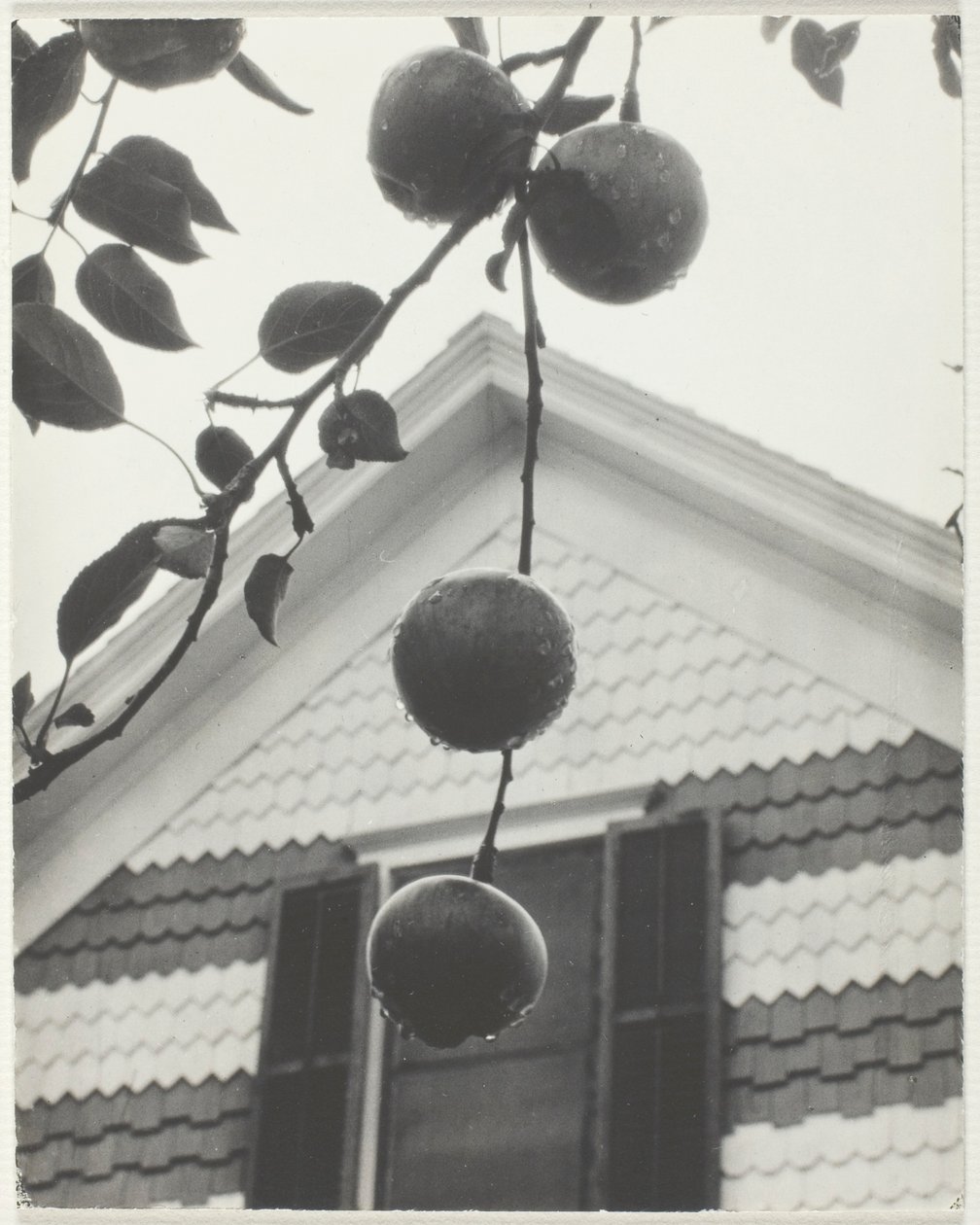 Gavel och äpplen av Alfred Stieglitz