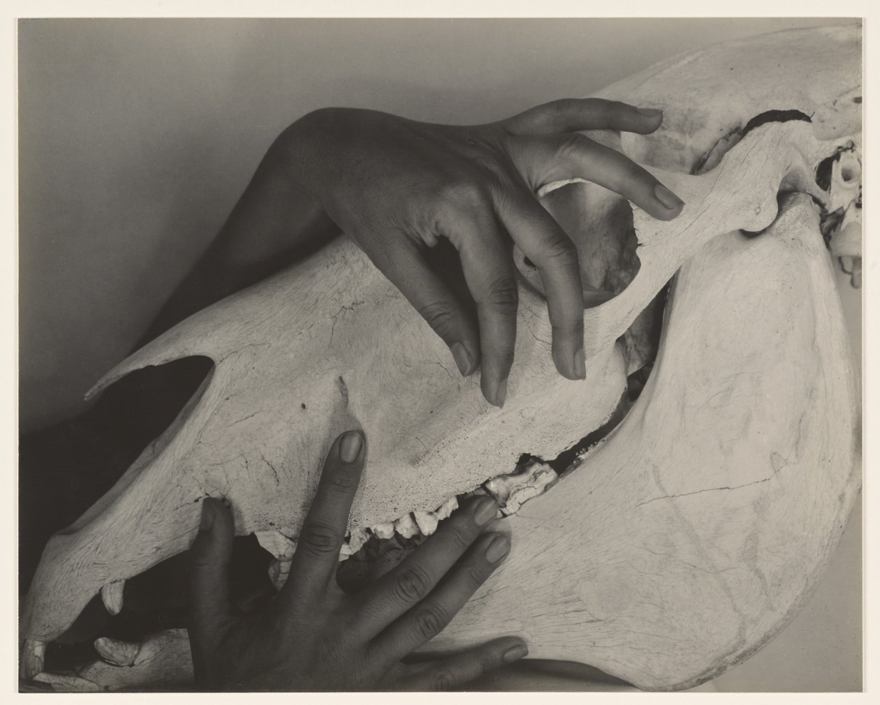 Georgia O’Keeffe – Händer och hästskalle av Alfred Stieglitz