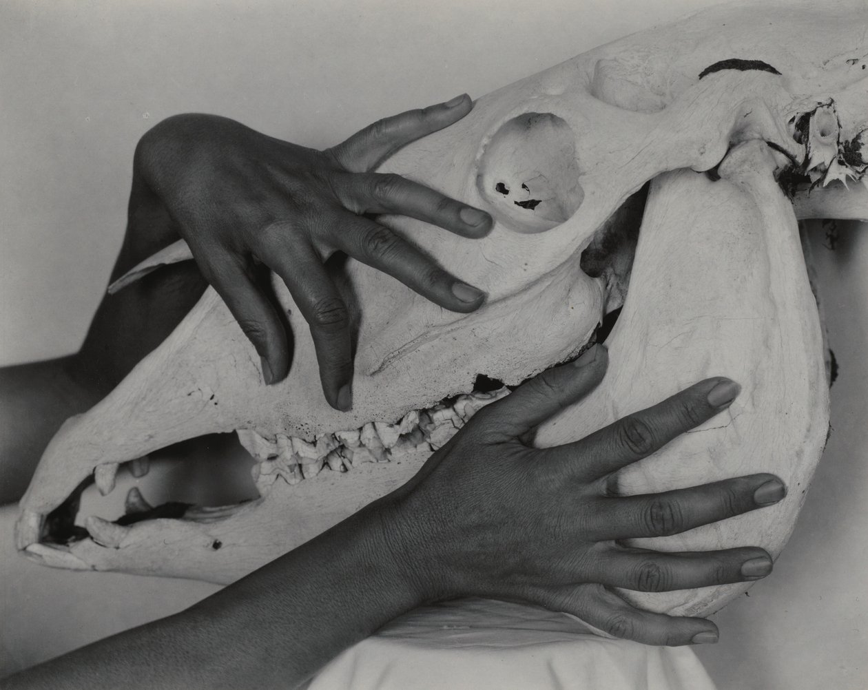 Georgia O’Keeffe – Händer och hästskalle av Alfred Stieglitz