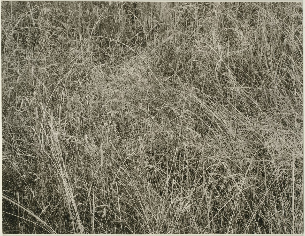 Gräs av Alfred Stieglitz