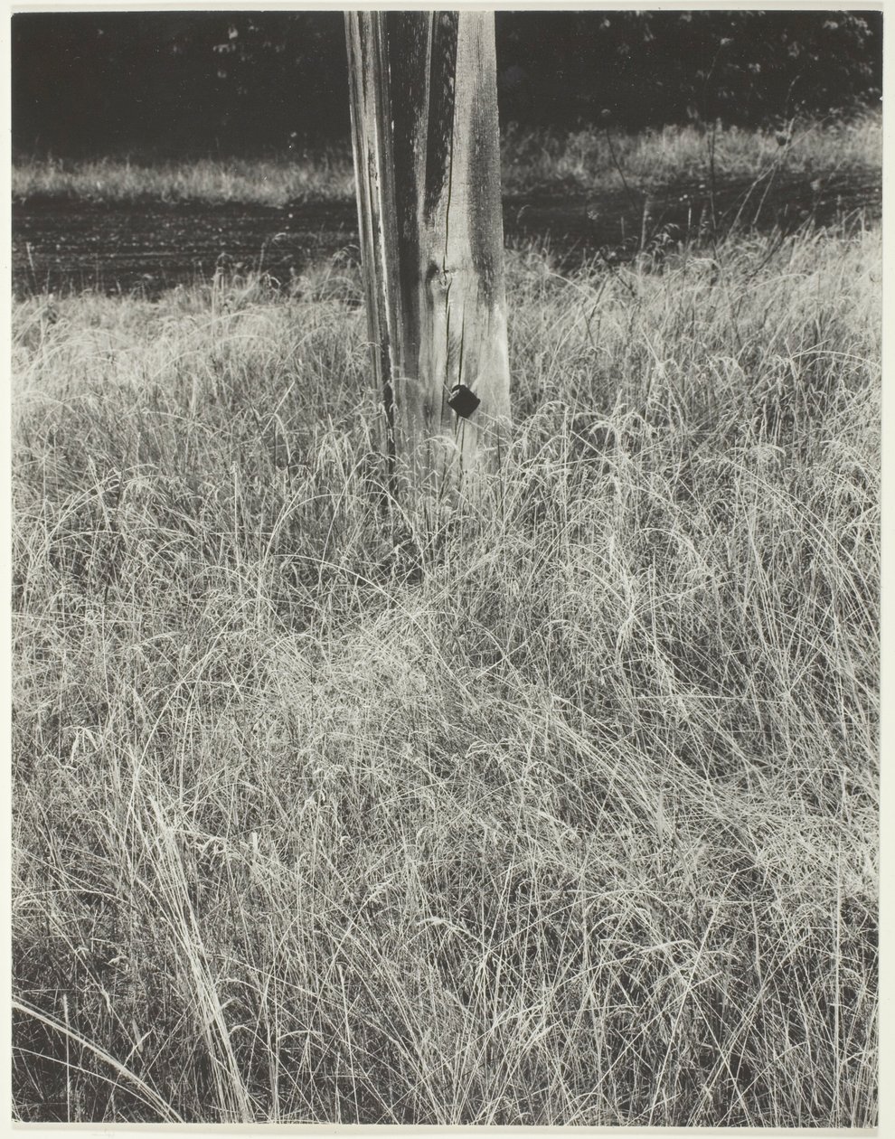 Gräs och flaggstång av Alfred Stieglitz