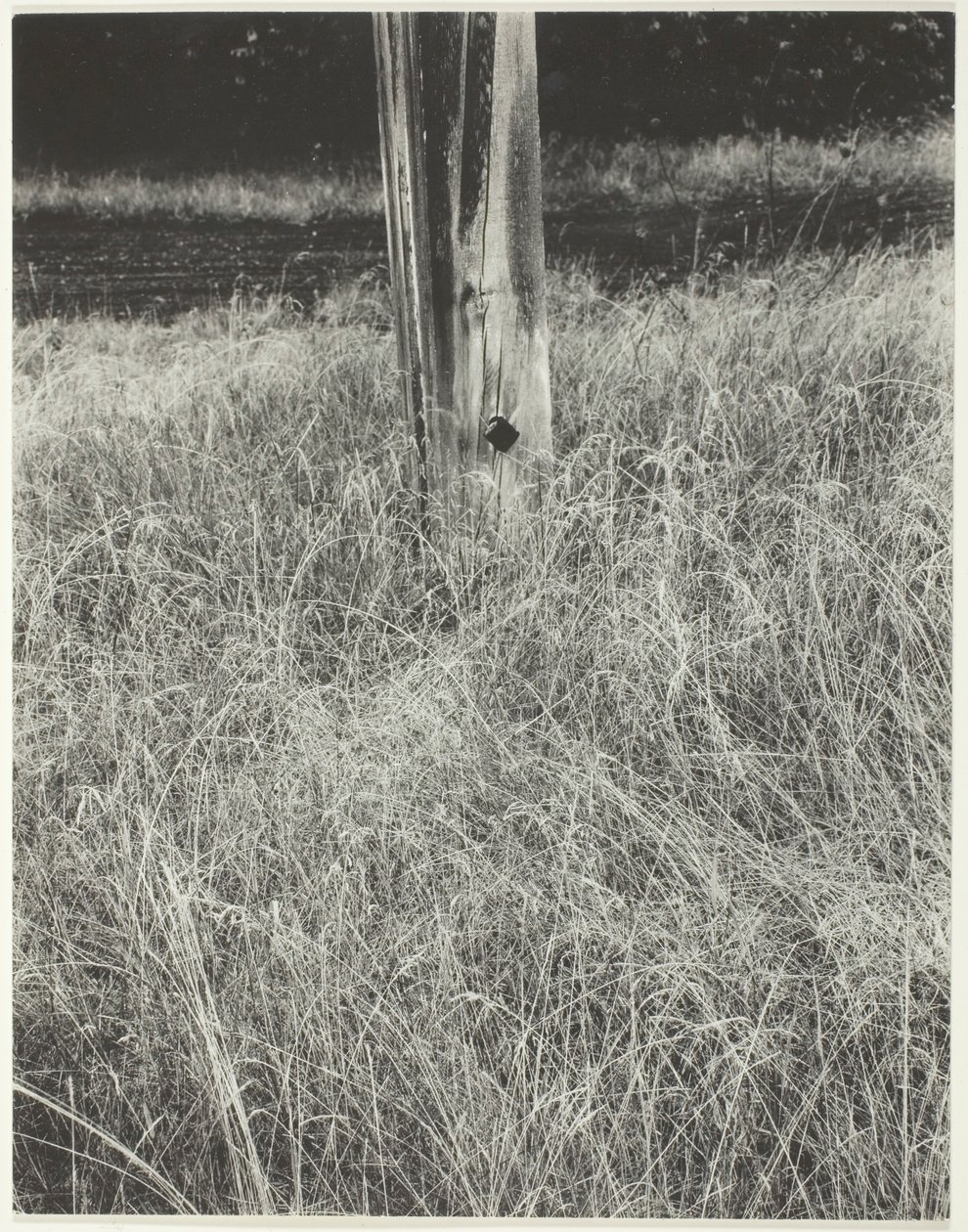 Gräs och flaggstång, 1933. av Alfred Stieglitz