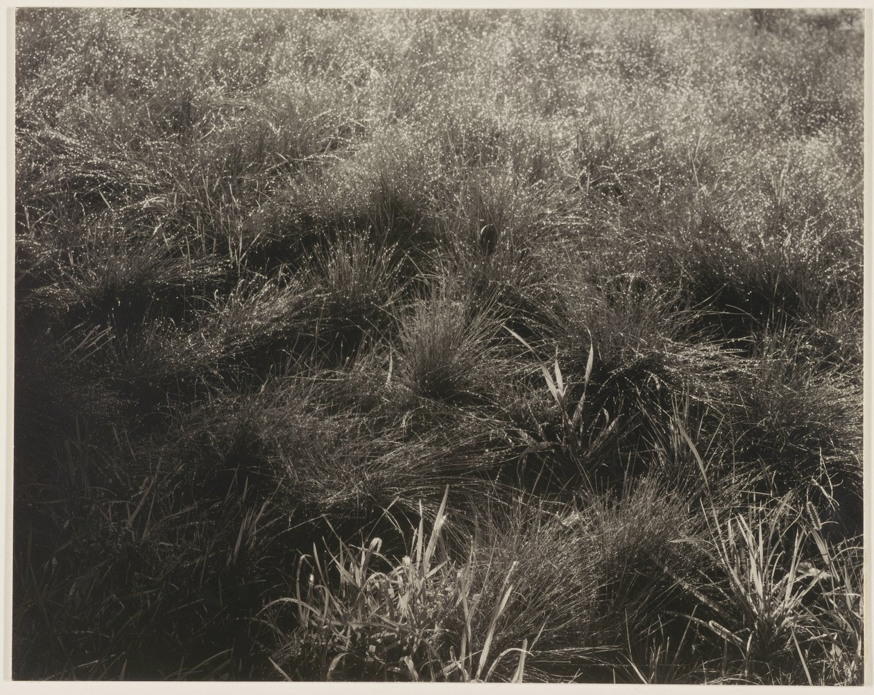 Gräs av Alfred Stieglitz