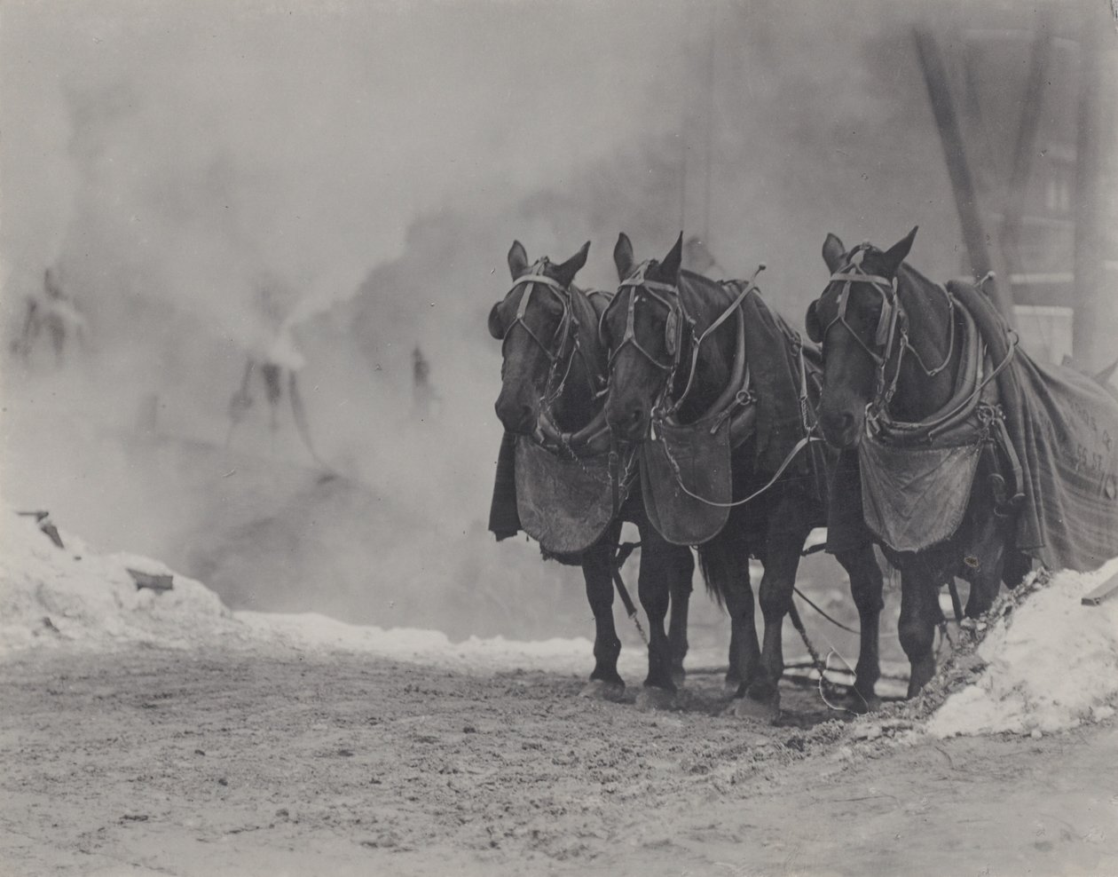 Hästar, New York av Alfred Stieglitz