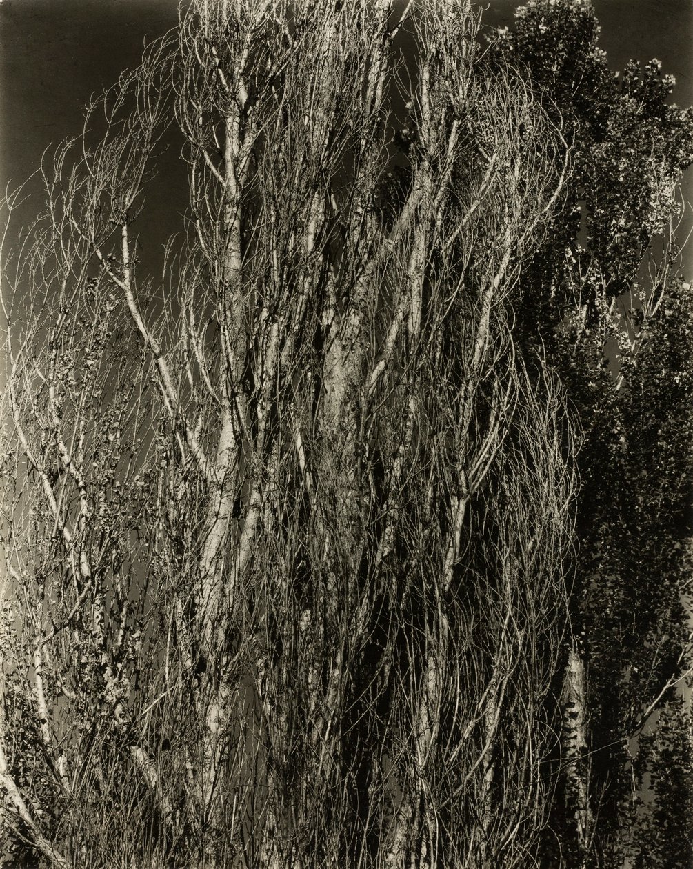 Poplar — Lake George av Alfred Stieglitz
