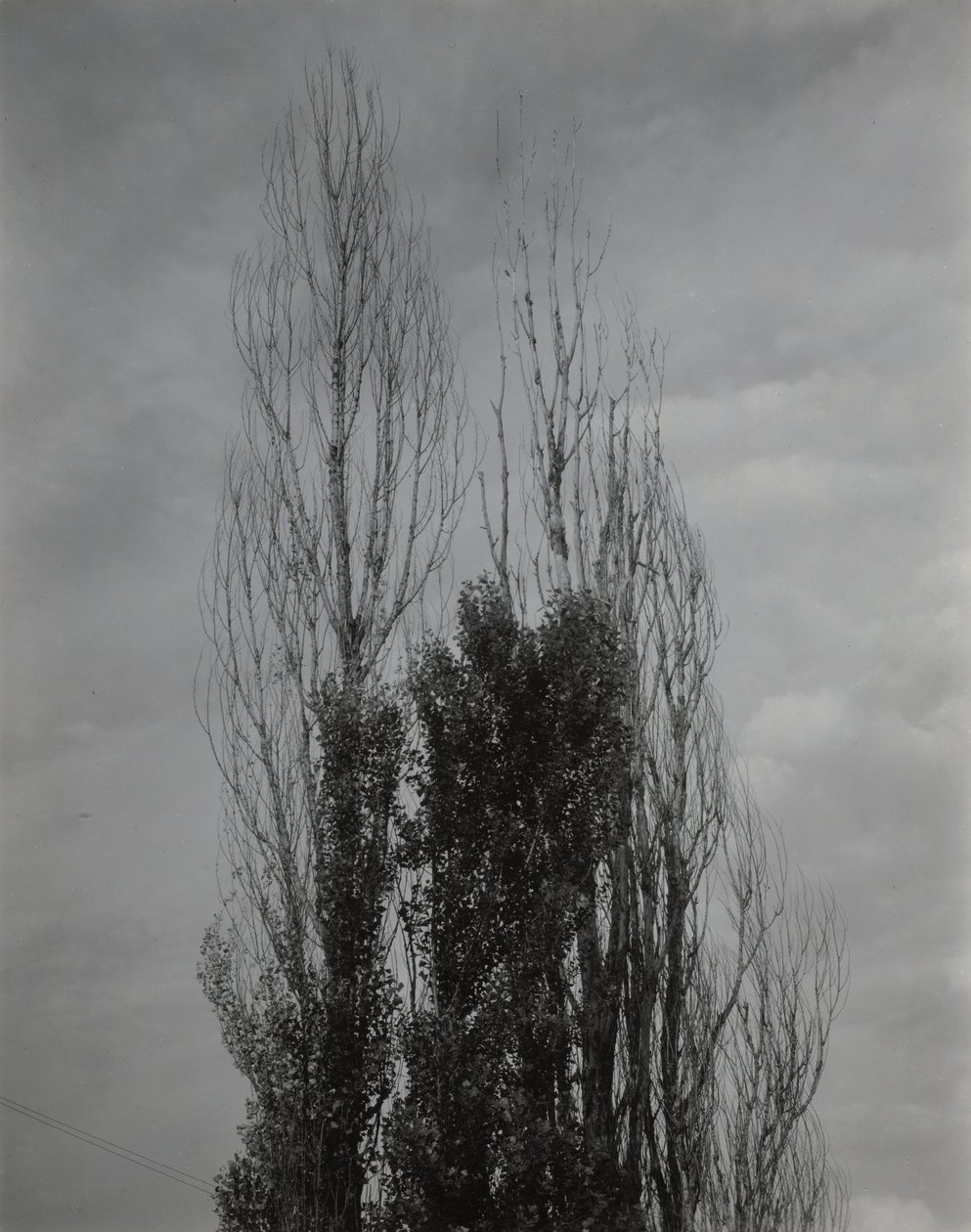 Poppelträd – Lake George av Alfred Stieglitz