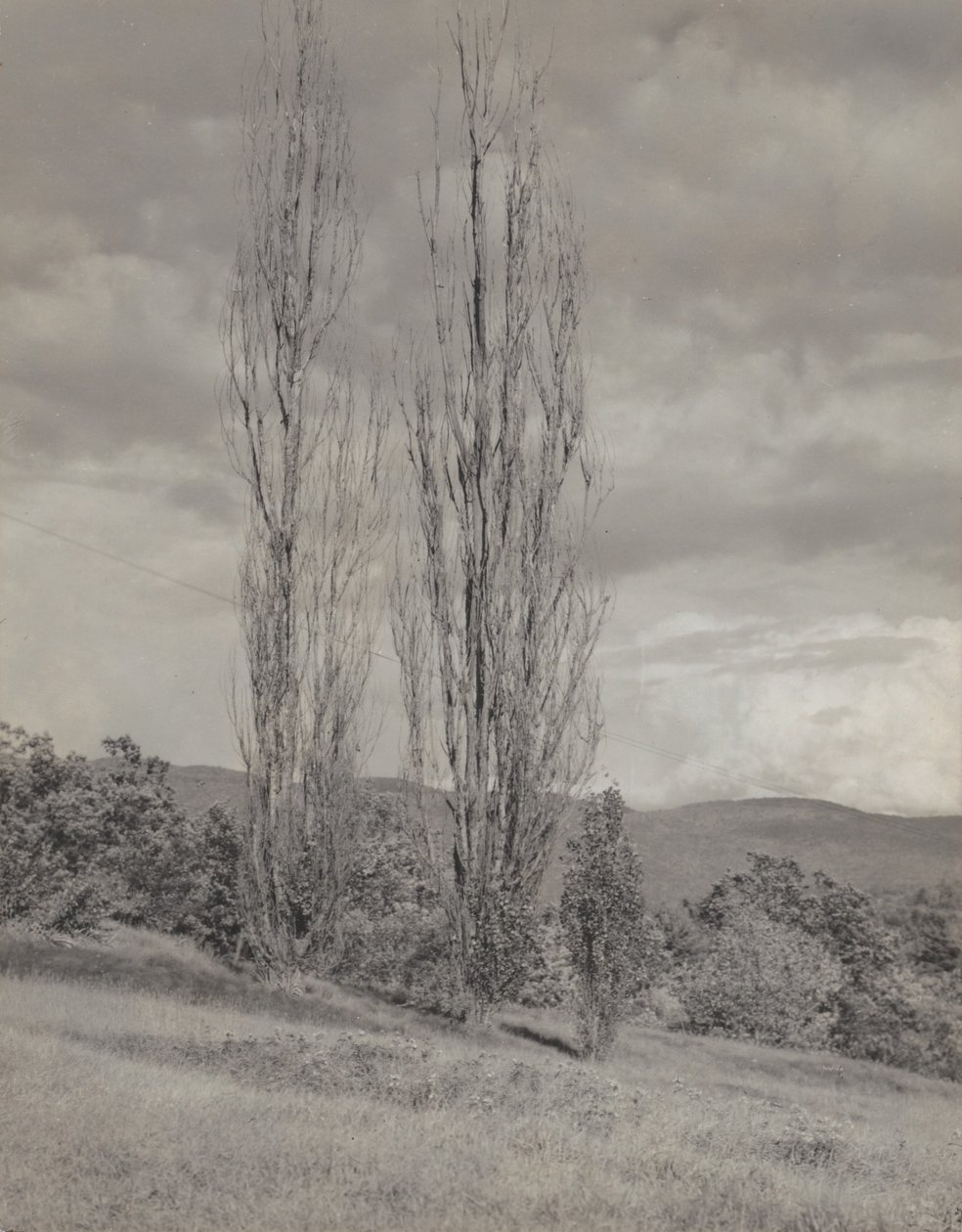 Poppelträd - Lake George av Alfred Stieglitz