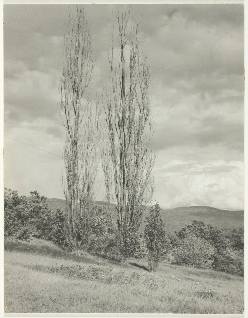Poplar — Lake George av Alfred Stieglitz