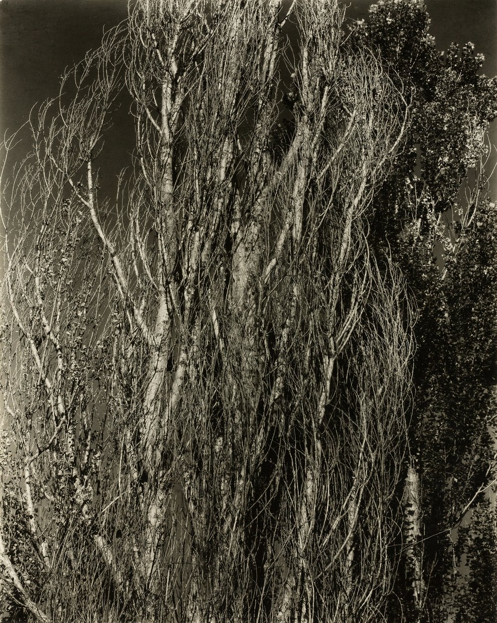 Poplar—Lake George, 1932. av Alfred Stieglitz