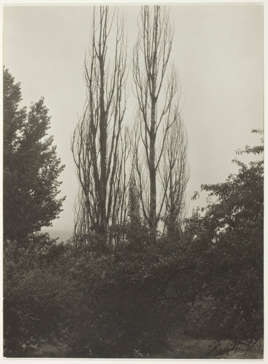 Poplar - Lake George av Alfred Stieglitz