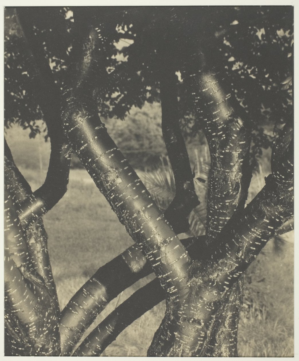 De dansande träden av Alfred Stieglitz