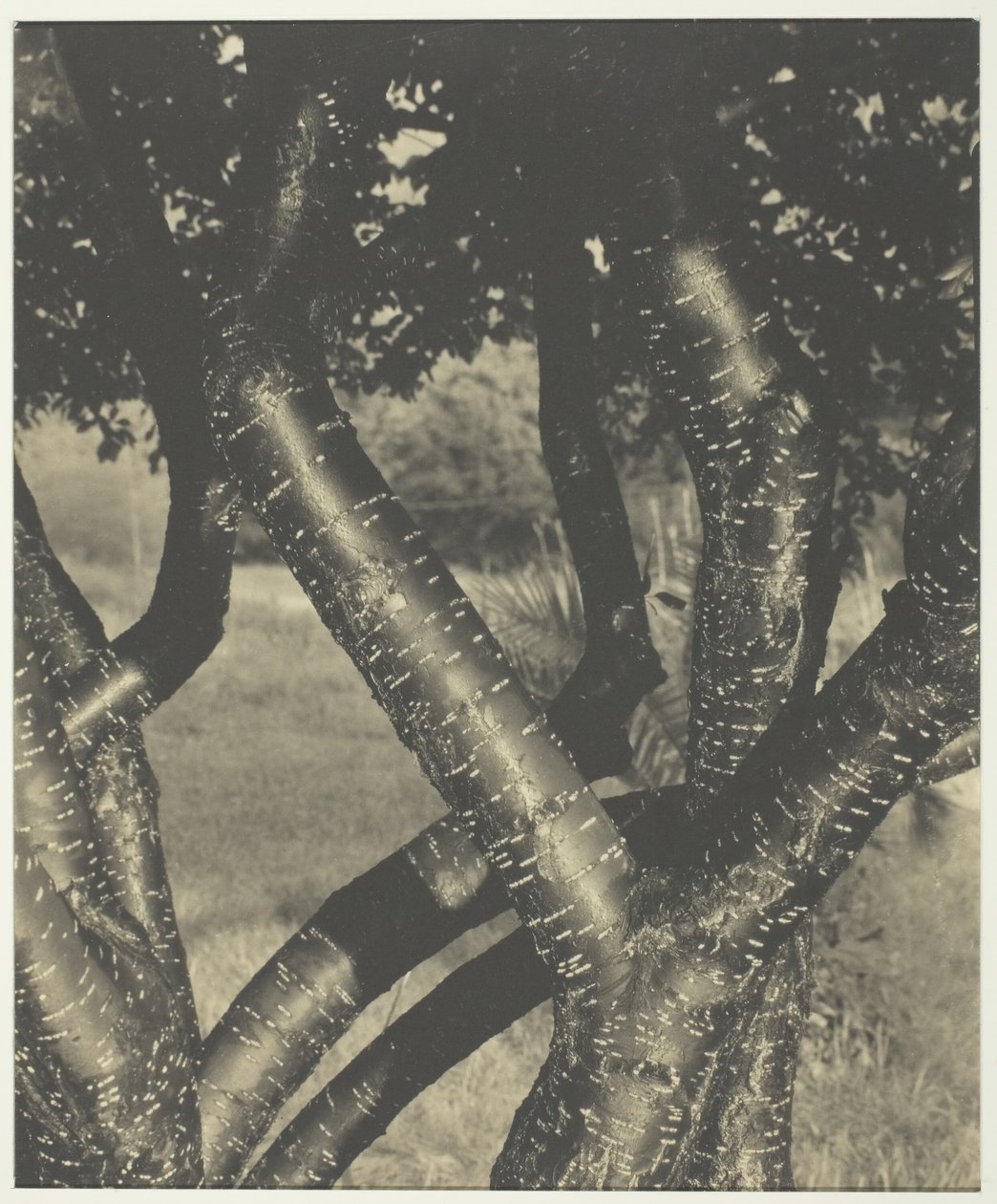 De dansande träden, 1922. av Alfred Stieglitz