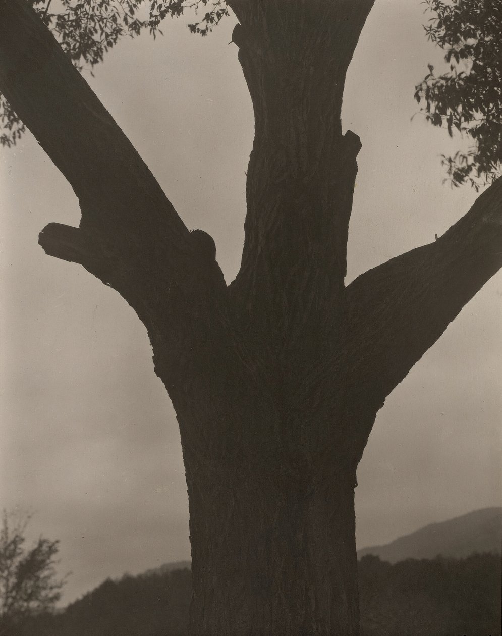 Den döende kastanjen, 1919. av Alfred Stieglitz