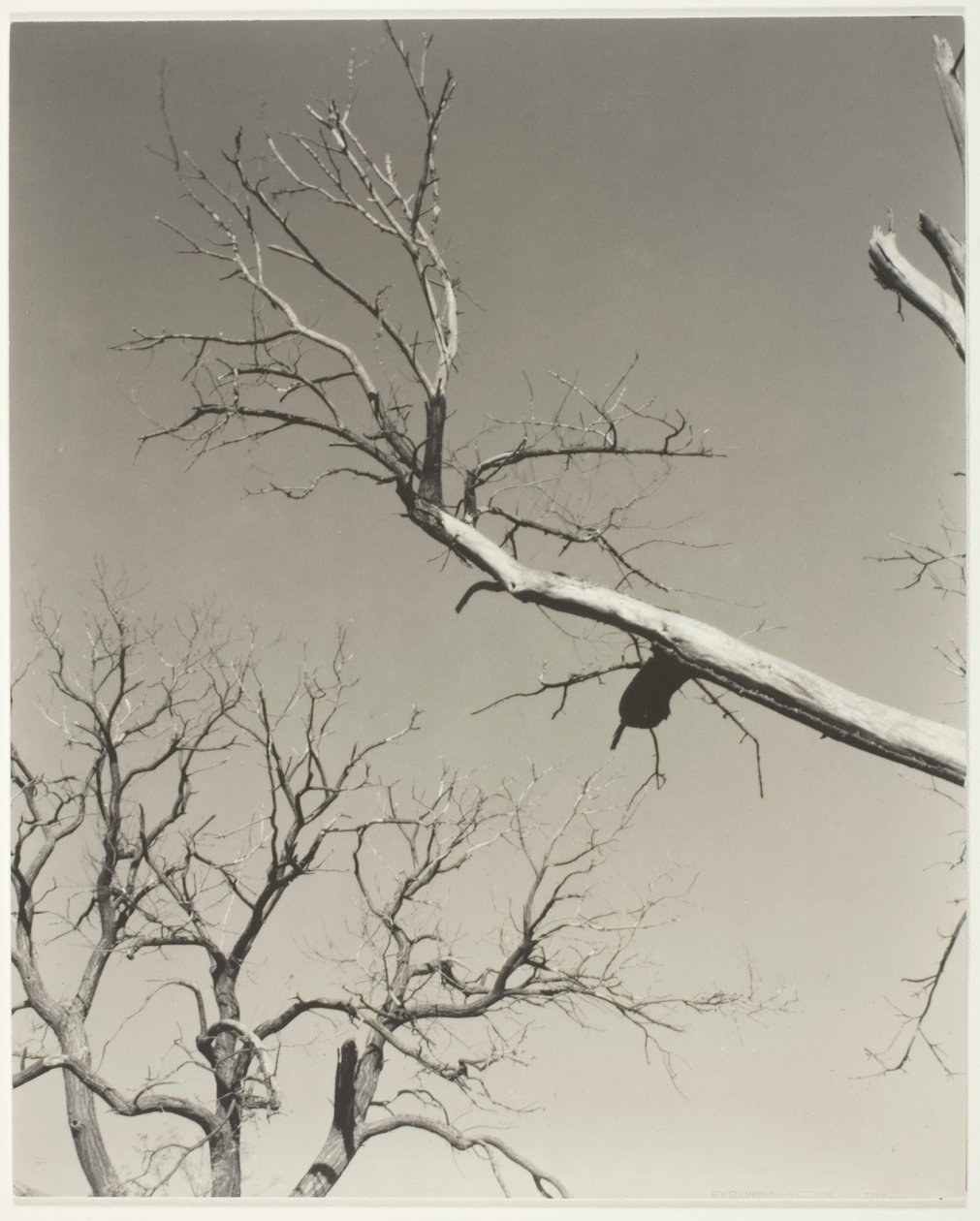 Det döende kastanjeträdet - min lärare av Alfred Stieglitz