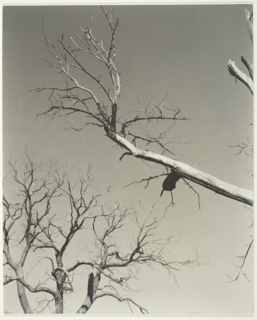 Det döende kastanjeträdet - min lärare av Alfred Stieglitz