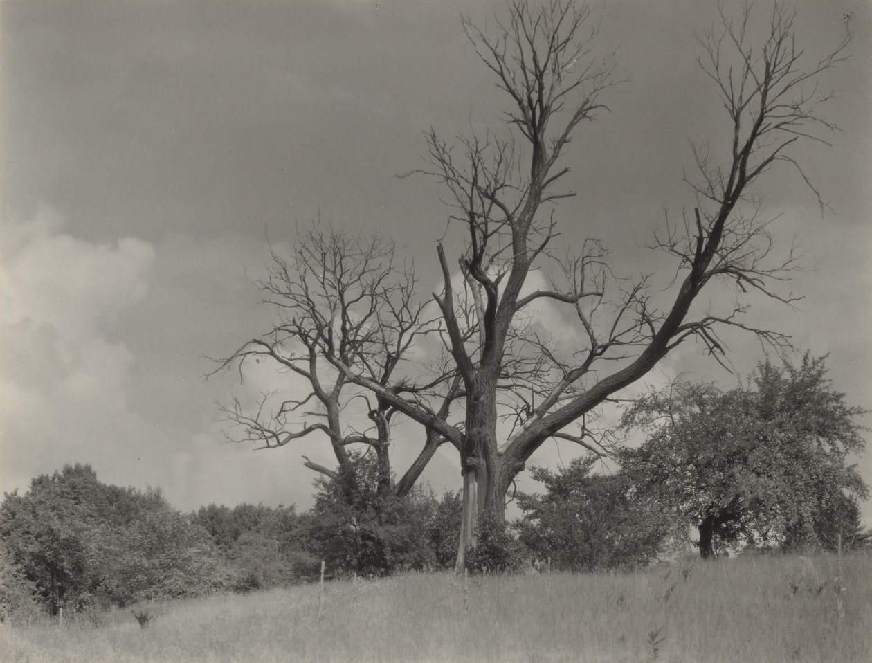 Det döende kastanjeträdet av Alfred Stieglitz