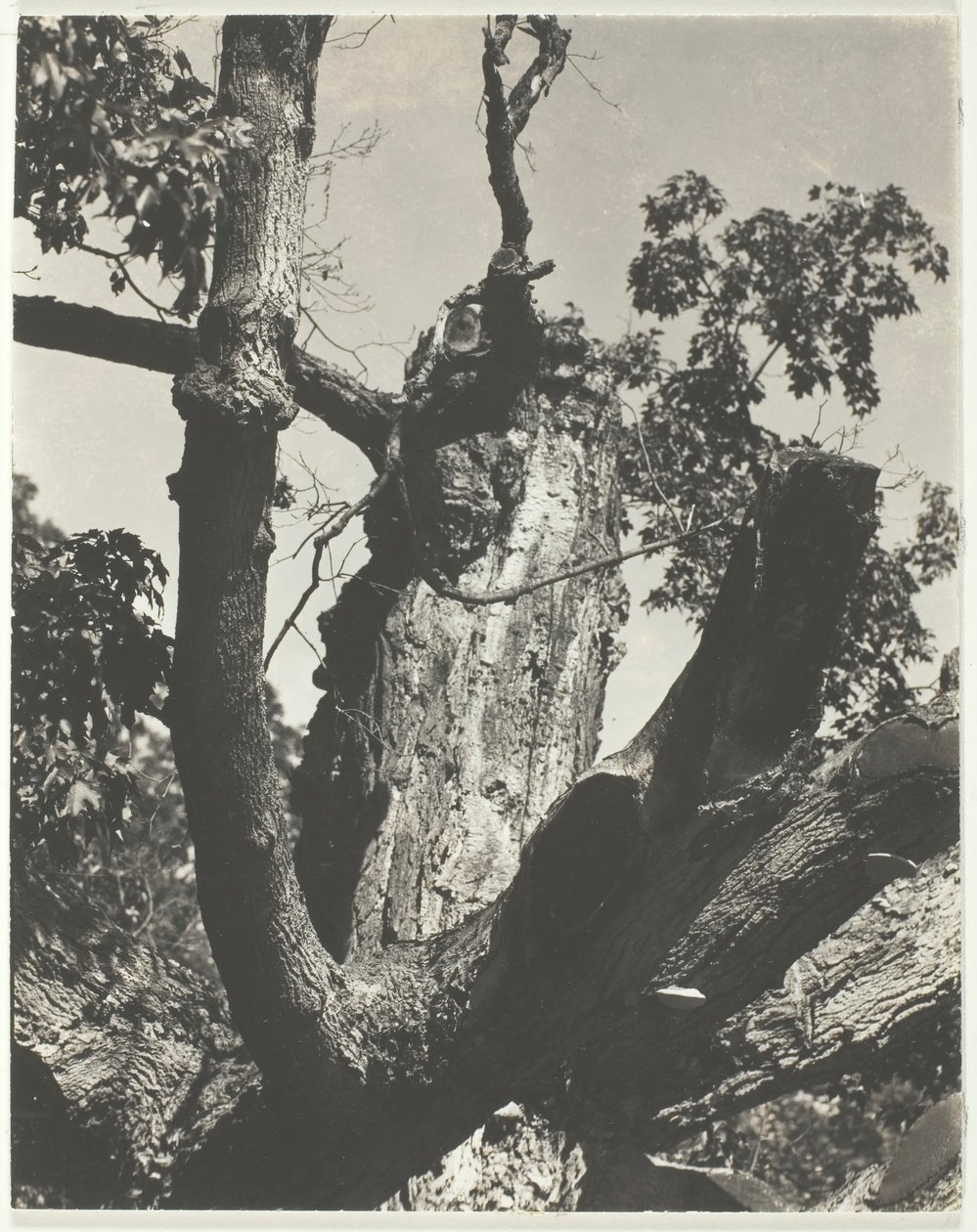 The Old Maple - Lake George, 1926. av Alfred Stieglitz