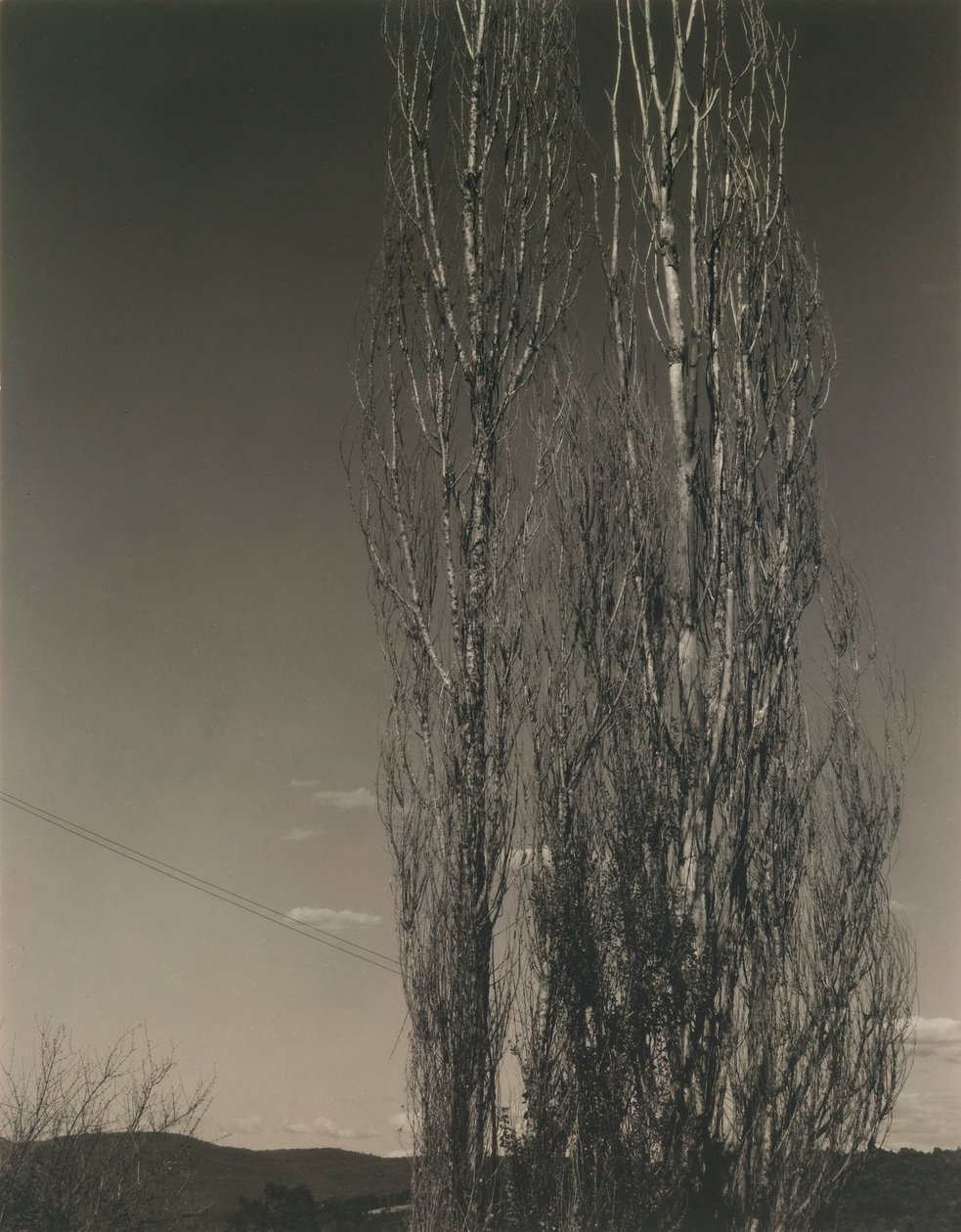 De två poplarna, Lake George av Alfred Stieglitz