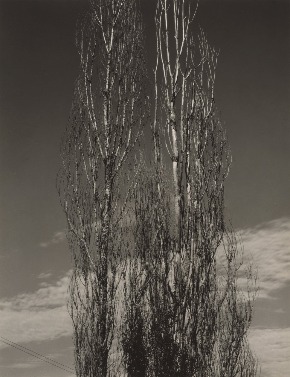 De två popplarna, Lake George av Alfred Stieglitz