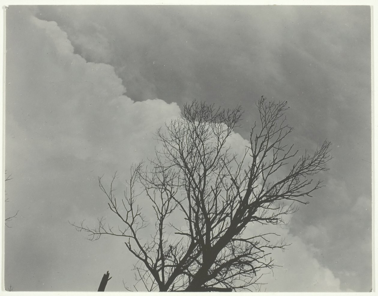 Trädset 3, c. 1924. av Alfred Stieglitz