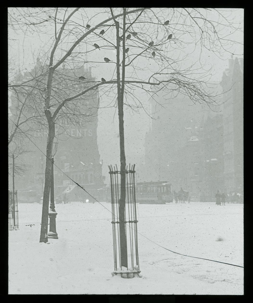 Träd i snö, New York City av Alfred Stieglitz