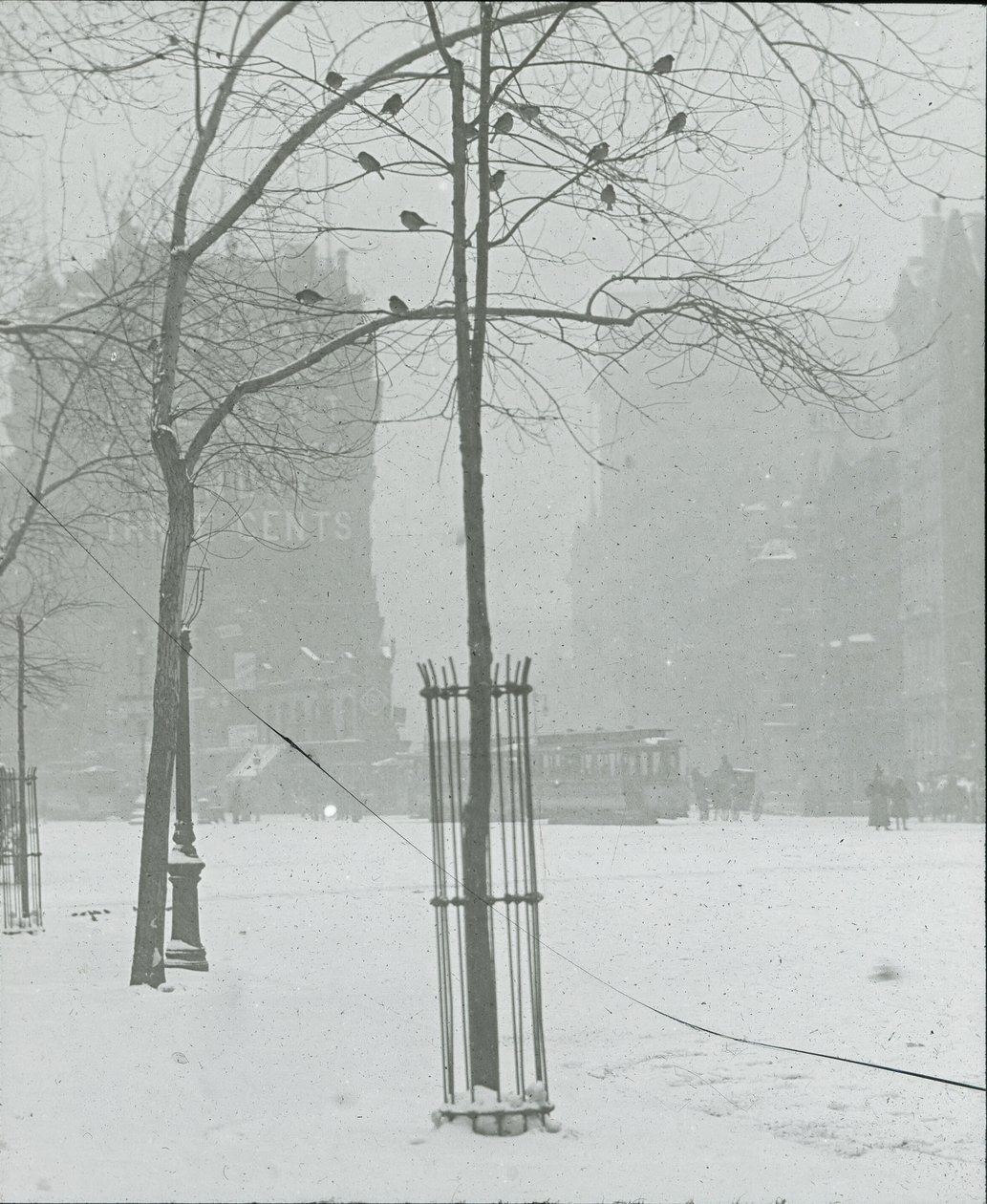 Träd i Snow, New York City, 190002. av Alfred Stieglitz