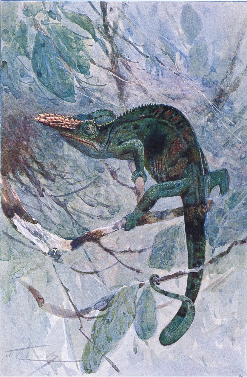 Afrikansk kameleont, illustration från 