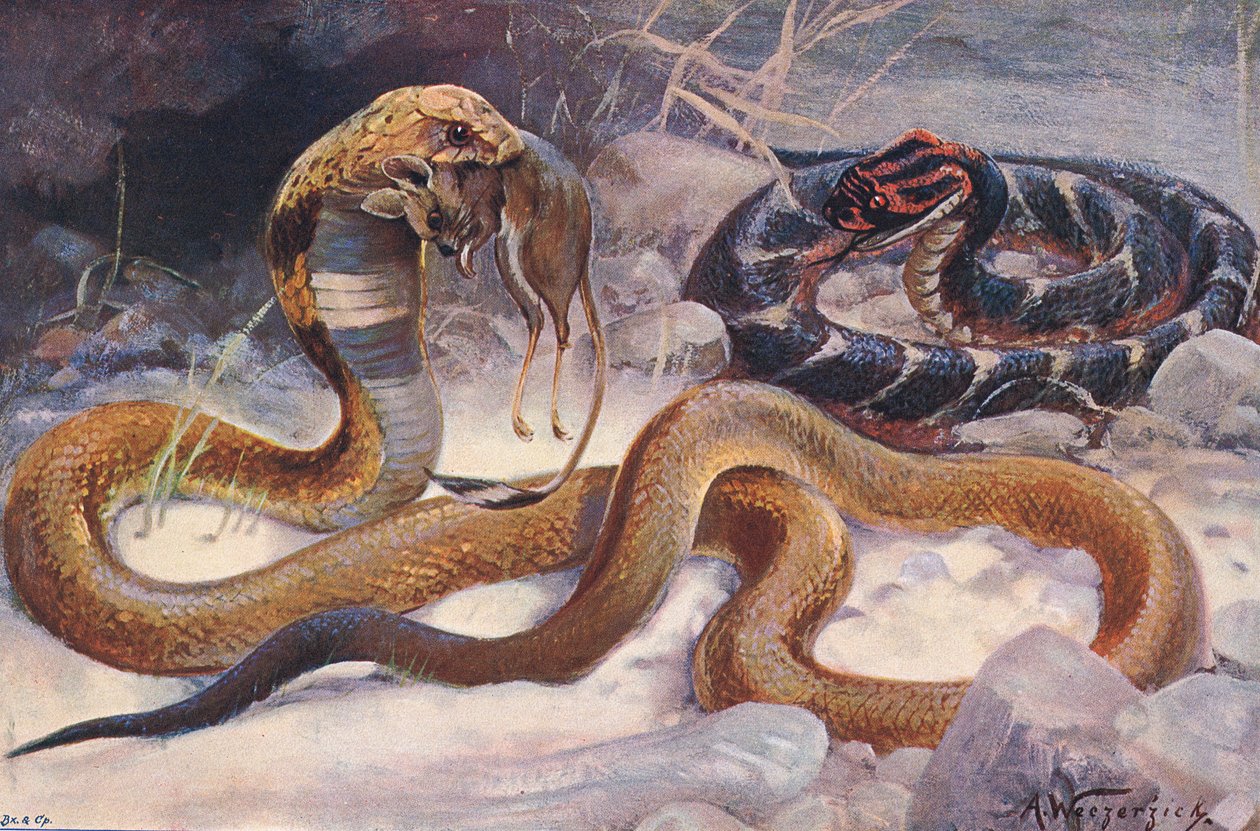 Kobra och puff Adder, illustration från 