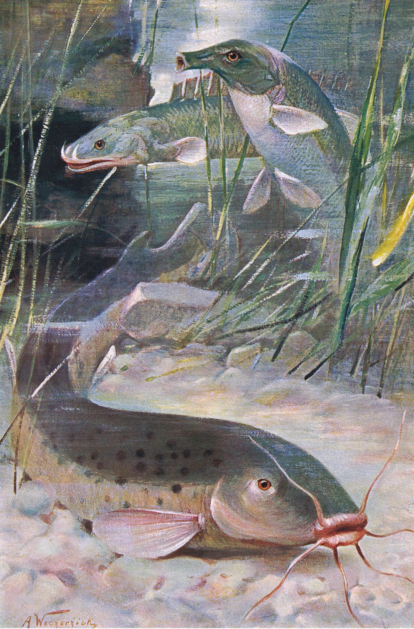 Elektrisk havskatt, Bichir, Trunkfish, illustration från 