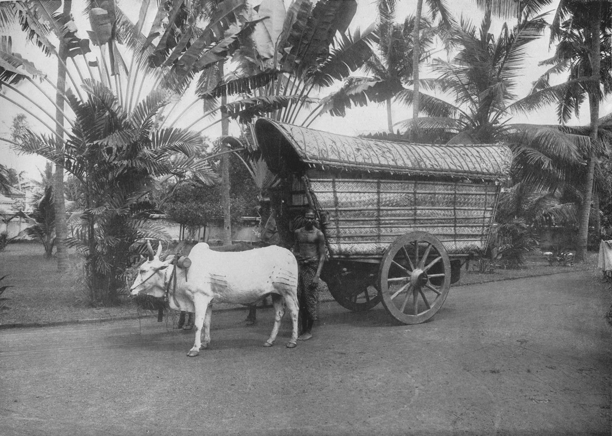 A Ceylon Bullock Cart, c1890, 1910 av Alfred William Amandus Plate