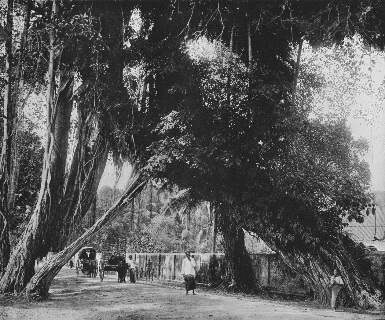 Banyanträd i Kalutara, c1890, 1910 av Alfred William Amandus Plate