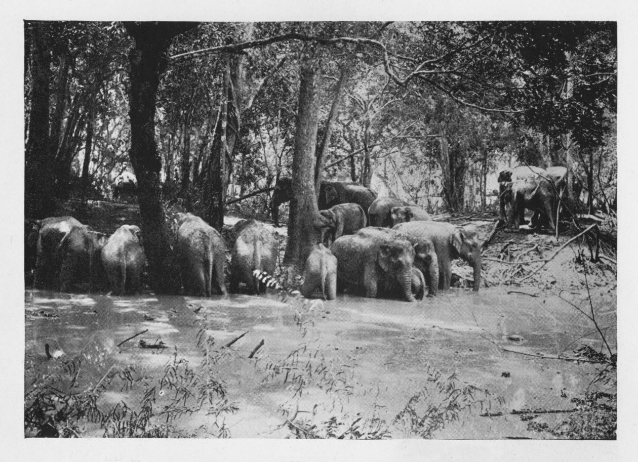 Elephant Kraaling i Ceylon vid ett vattenhål inne i Stockade, c1890, 1910 av Alfred William Amandus Plate