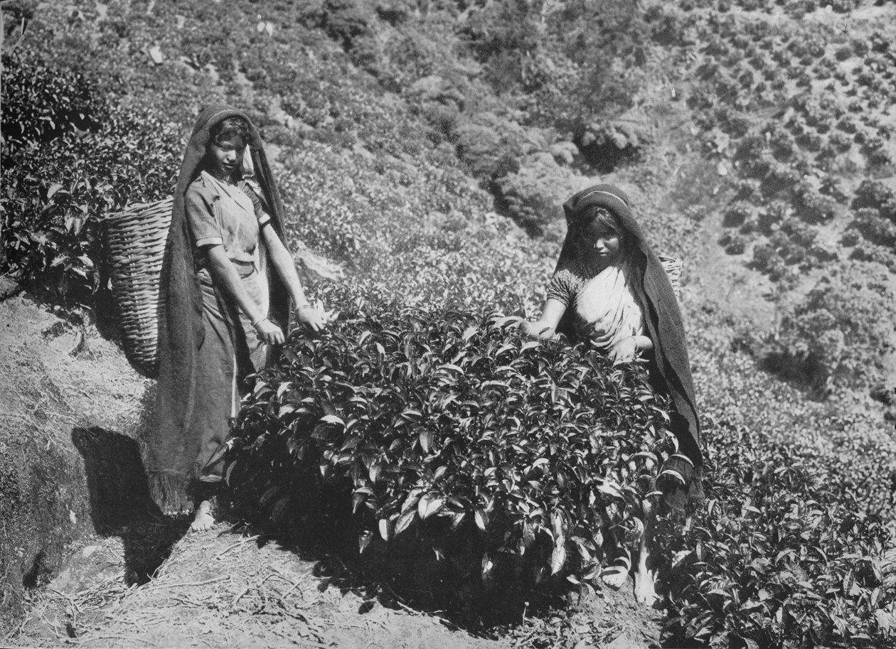 Plockare på Tea Estate, Ceylon, c1890, 1910 av Alfred William Amandus Plate