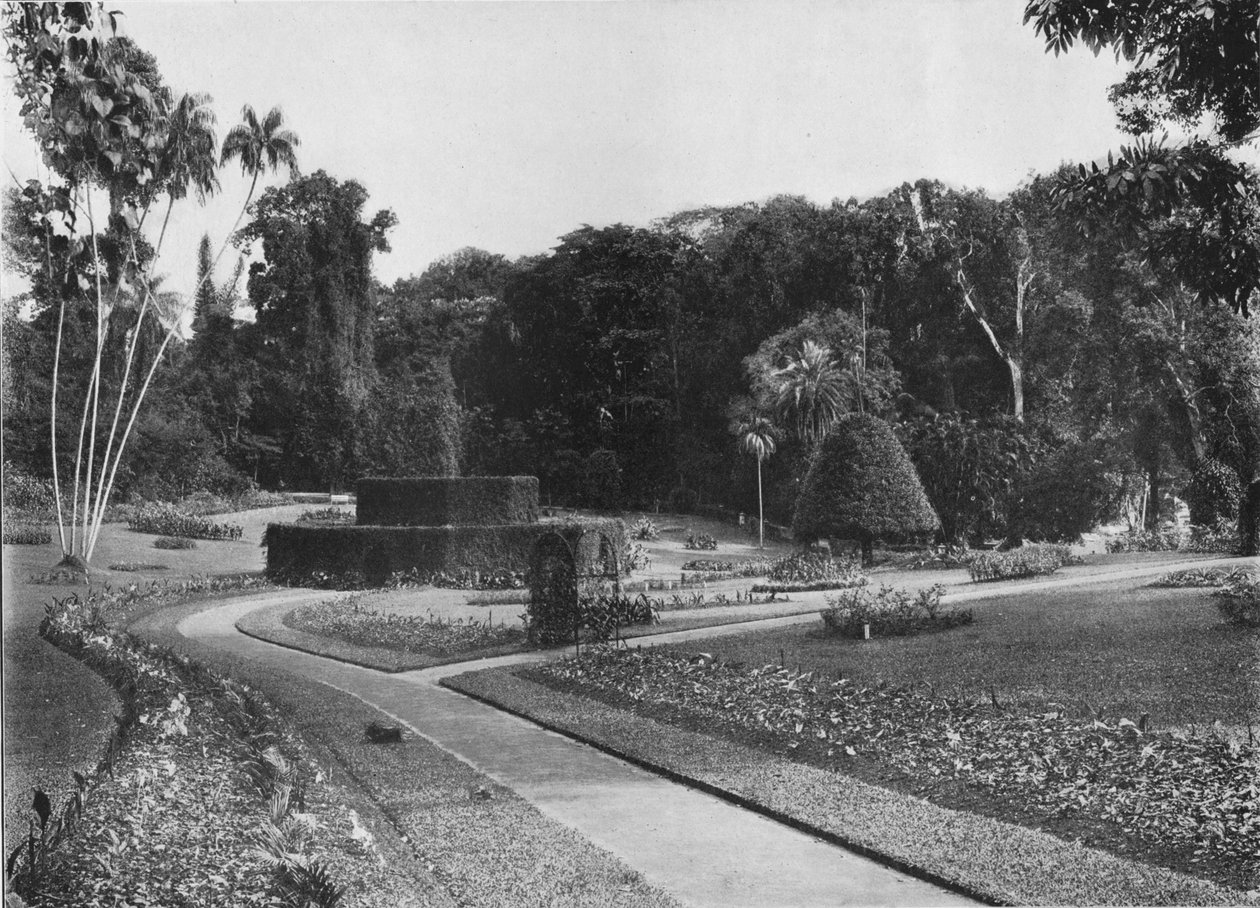 The Fernery, Peradeniya Gardens, Ceylon, c1890 1910 av Alfred William Amandus Plate