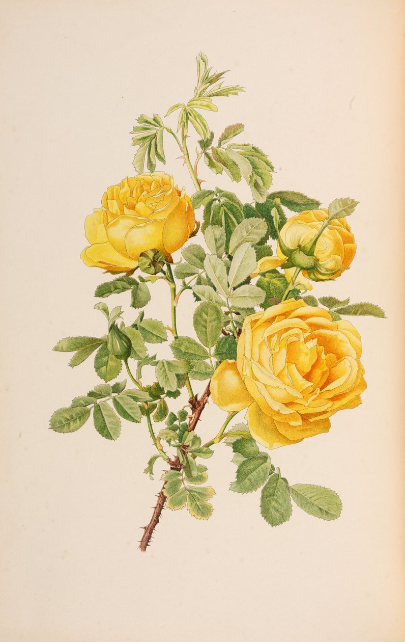 Illustration från släktet rosa av Ellen Willmott, 1914. av Alfred William Parsons