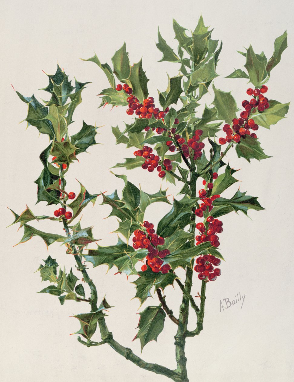 Holly, illustration från Encyclopédie Artistique et Documentaire de la Plante, publicerad i Paris, 1904-08 chromolitho av Alice Bailly