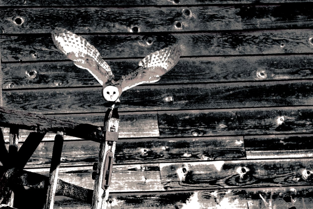Airborne, från serien Barn Owl, 2018 (fotografi) av Alice Gur Arie