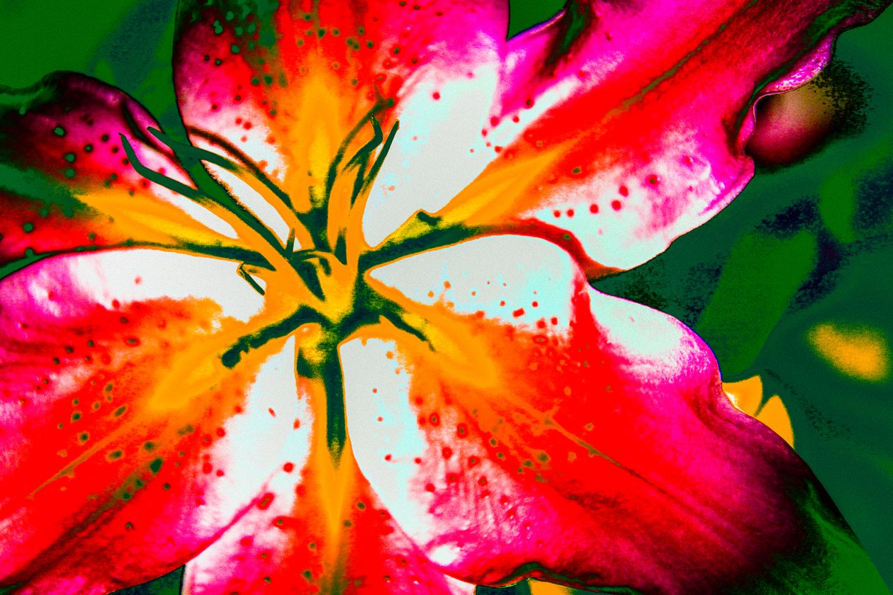 California Lily, 2016 (handmålat fotografi) av Alice Gur Arie
