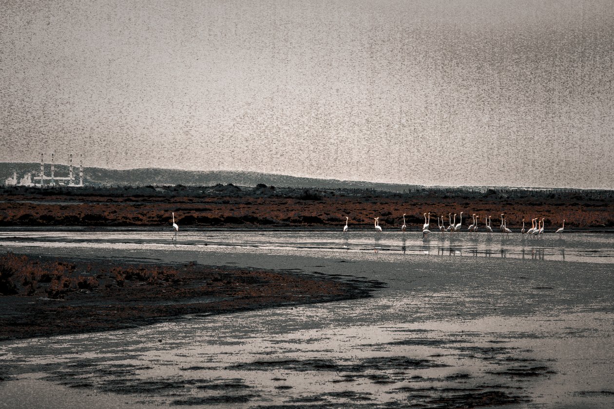 Congregation, från serien Camargue Flamingos, 2017 (handmålat fotografi) av Alice Gur Arie