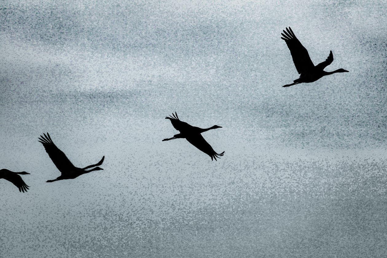 Wing on Wing, från serien Over Hula, 2016 (fotografi) av Alice Gur Arie