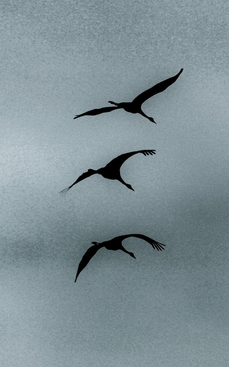 Triad, från serien Over Hula, 2016 (fotografi) av Alice Gur Arie