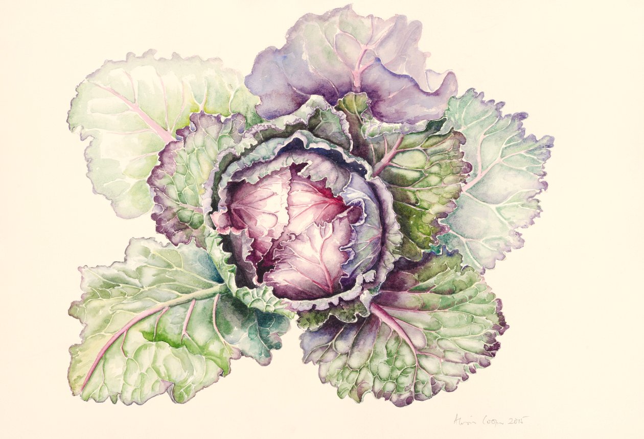 Kål från marknaden, 2015, akvarell av Alison Cooper