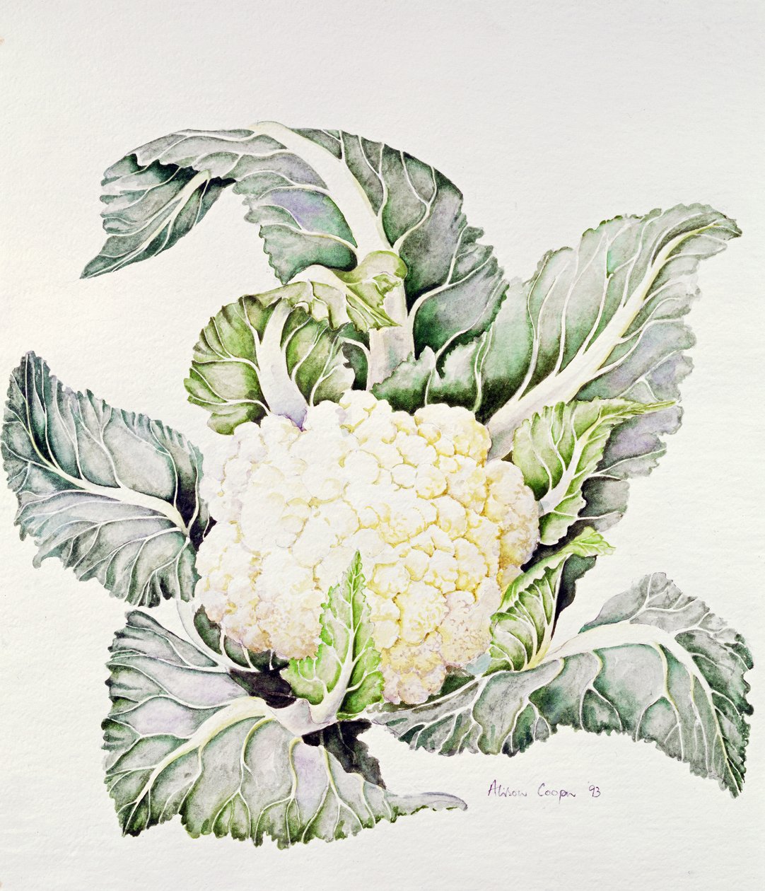 Blomkålsstudie, 1993 av Alison Cooper
